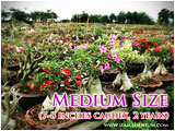 Adenium large size